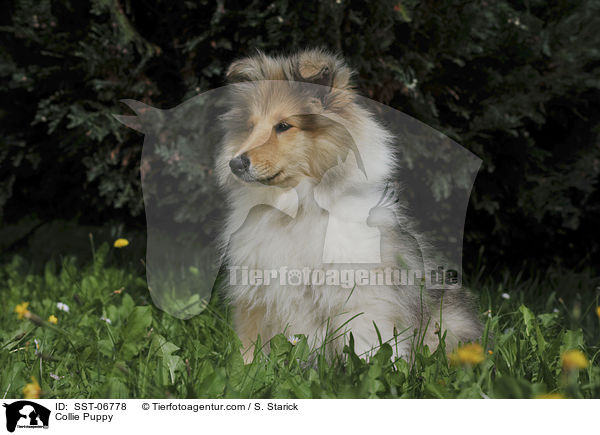 Collie Puppy / SST-06778