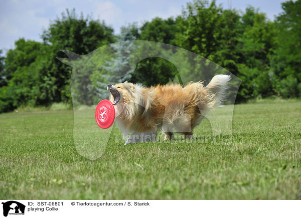 spielender Collie / playing Collie / SST-06801