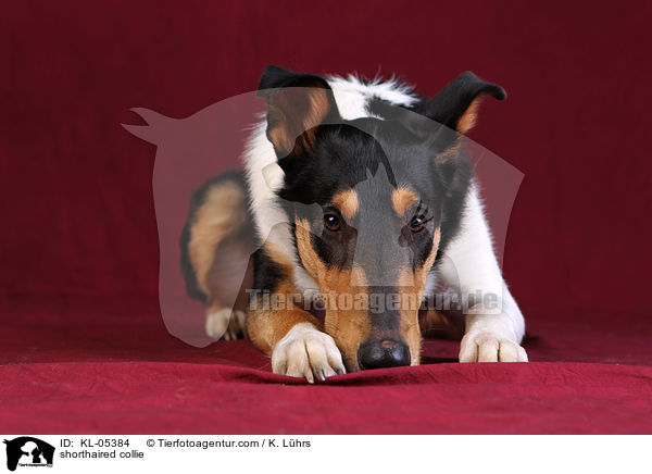 Kurzhaarcollie / shorthaired collie / KL-05384