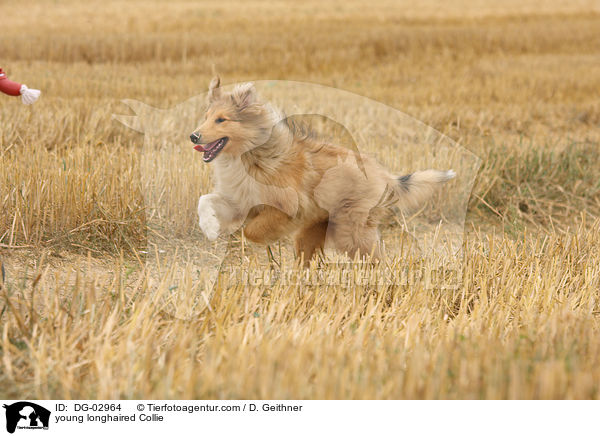 junger Langhaarcollie / young longhaired Collie / DG-02964