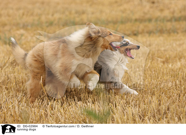 rennende Hunde / running dogs / DG-02984