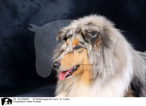 Langhaarcollie Portrait / longhaired Collie Portrait / KL-05644