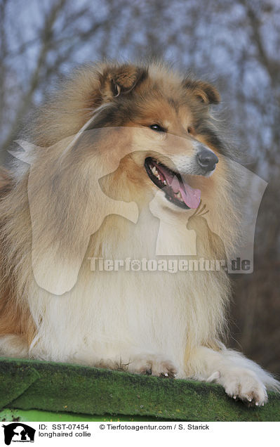 longhaired collie / SST-07454