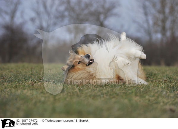 longhaired collie / SST-07472