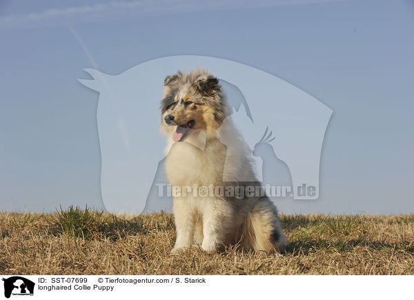 Langhaarcollie Welpe / longhaired Collie Puppy / SST-07699