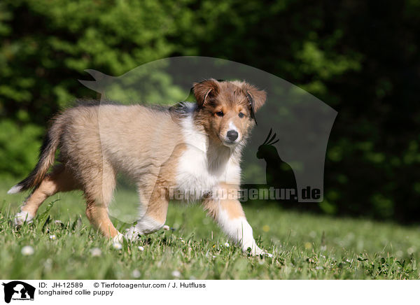 Langhaarcollie Welpe / longhaired collie puppy / JH-12589