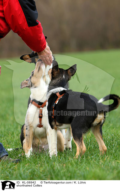 Kurzhaarcollies / shorthaired Collies / KL-08942