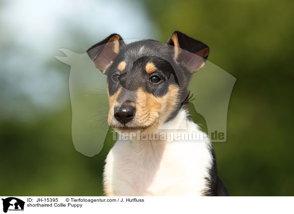 shorthaired Collie Puppy / JH-15395