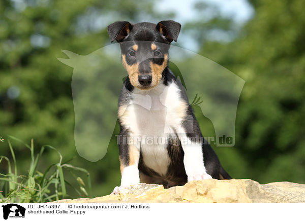 shorthaired Collie Puppy / JH-15397