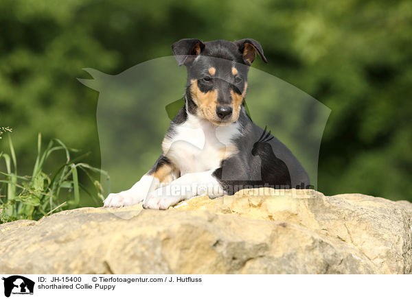 shorthaired Collie Puppy / JH-15400