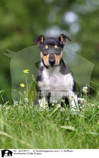 shorthaired Collie Puppy / JH-15411