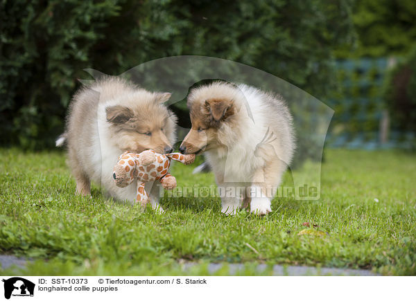 Langhaarcollie Welpen / longhaired collie puppies / SST-10373