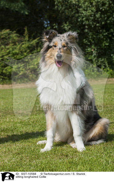 sitzender Langhaarcollie / sitting longhaired Collie / SST-10588