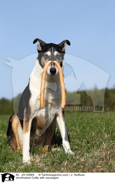 Kurzhaarcollien mit Wrstchen / shorthaired Collie with sausages / JH-16889