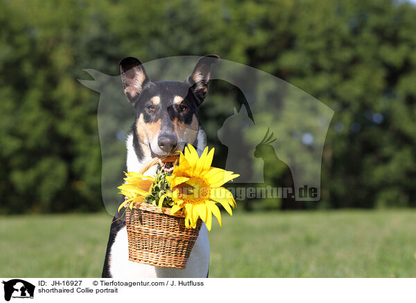 shorthaired Collie portrait / JH-16927
