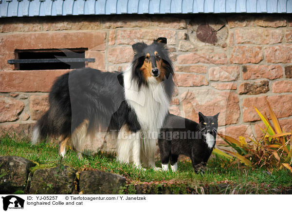 Langhaarcollie und Katze / longhaired Collie and cat / YJ-05257