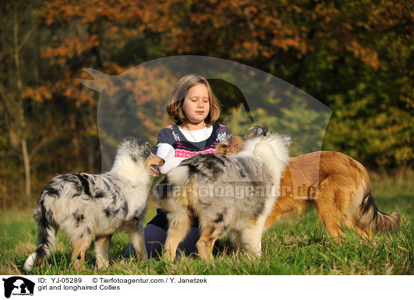 Mdchen und Langhaarcollies / girl and longhaired Collies / YJ-05289
