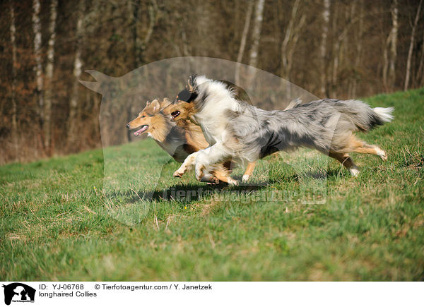 Langhaarcollies / longhaired Collies / YJ-06768