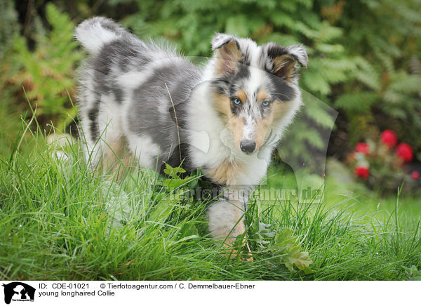 junger Langhaarcollie / young longhaired Collie / CDE-01021