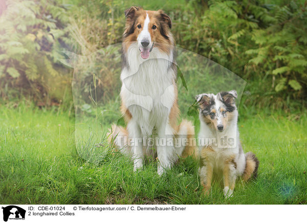 2 Langhaarcollies / 2 longhaired Collies / CDE-01024