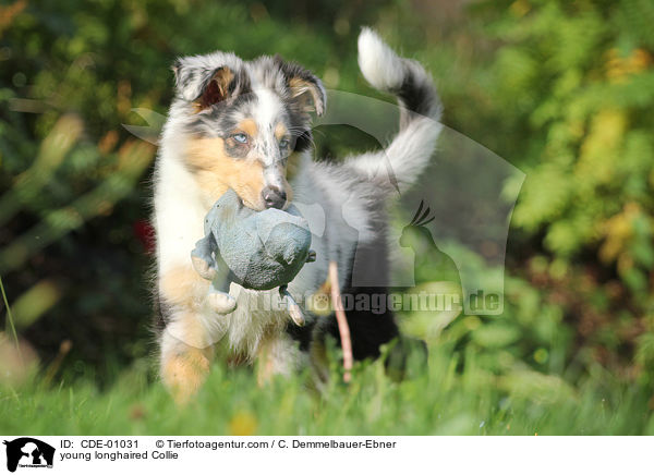 junger Langhaarcollie / young longhaired Collie / CDE-01031