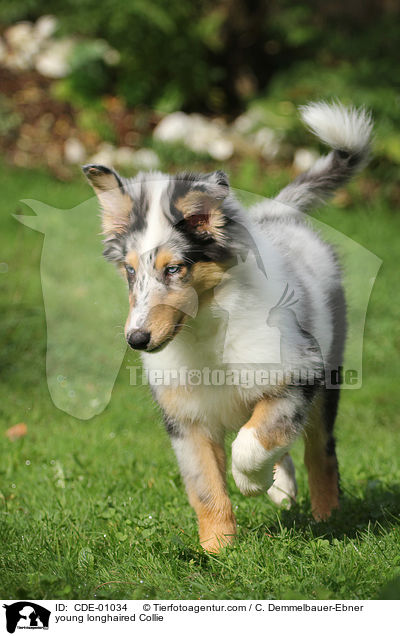 junger Langhaarcollie / young longhaired Collie / CDE-01034