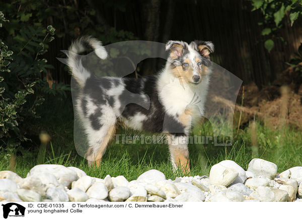 junger Langhaarcollie / young longhaired Collie / CDE-01035