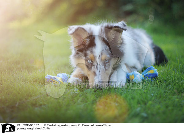 junger Langhaarcollie / young longhaired Collie / CDE-01037