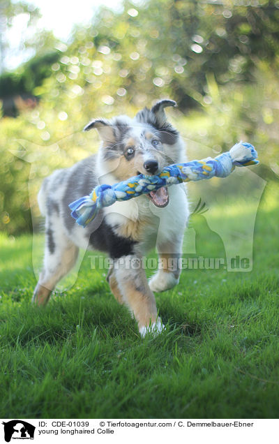 junger Langhaarcollie / young longhaired Collie / CDE-01039