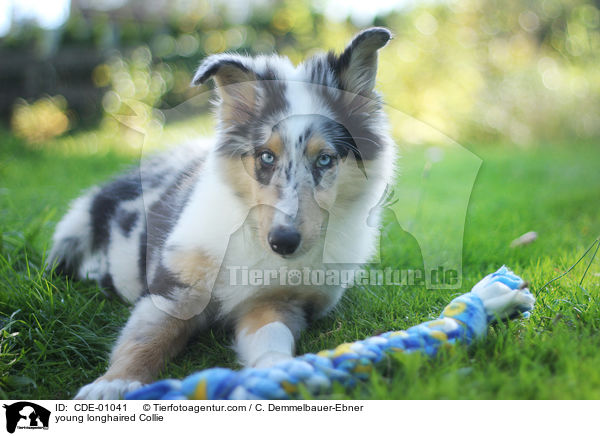 junger Langhaarcollie / young longhaired Collie / CDE-01041