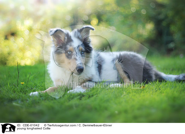 junger Langhaarcollie / young longhaired Collie / CDE-01042
