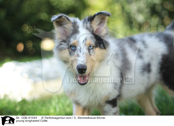 junger Langhaarcollie / young longhaired Collie / CDE-01044