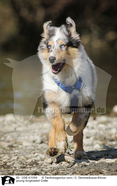 junger Langhaarcollie / young longhaired Collie / CDE-01050