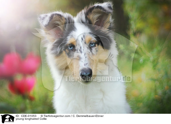 junger Langhaarcollie / young longhaired Collie / CDE-01053