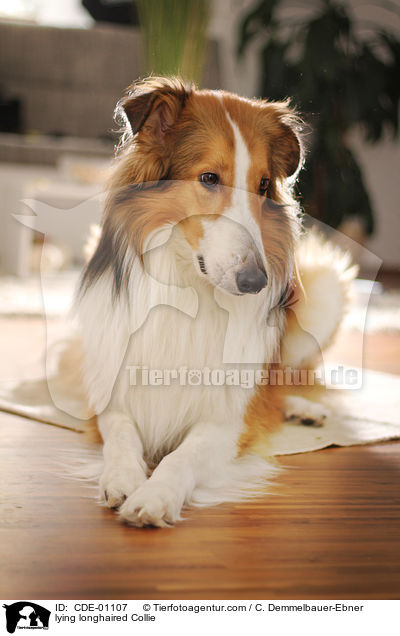 liegender Langhaarcollie / lying longhaired Collie / CDE-01107