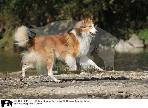 rennender Langhaarcollie / running longhaired Collie / CDE-01124