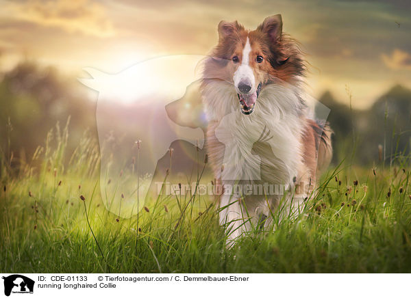 rennender Langhaarcollie / running longhaired Collie / CDE-01133