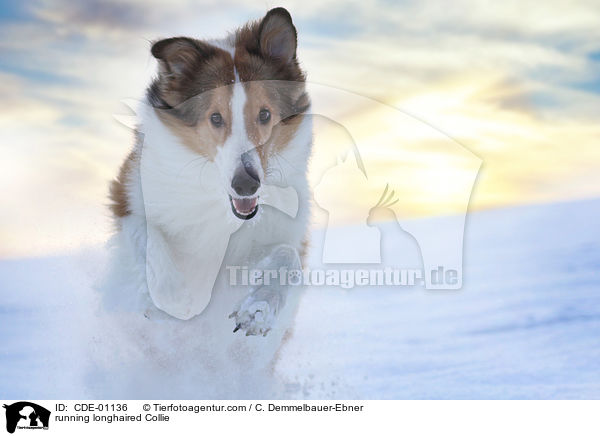 rennender Langhaarcollie / running longhaired Collie / CDE-01136