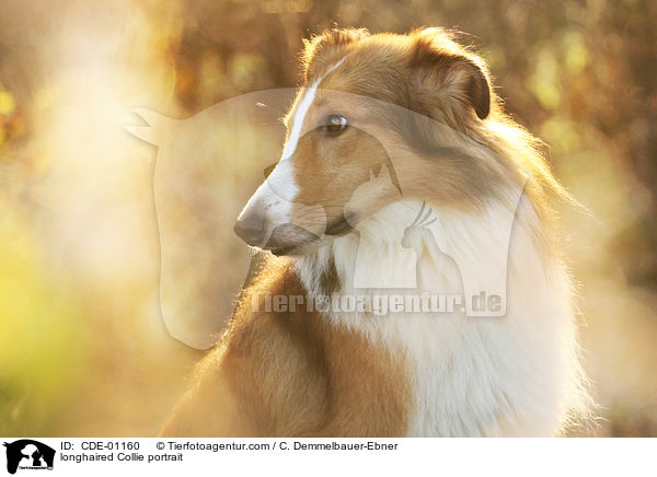 Langhaarcollie Portrait / longhaired Collie portrait / CDE-01160