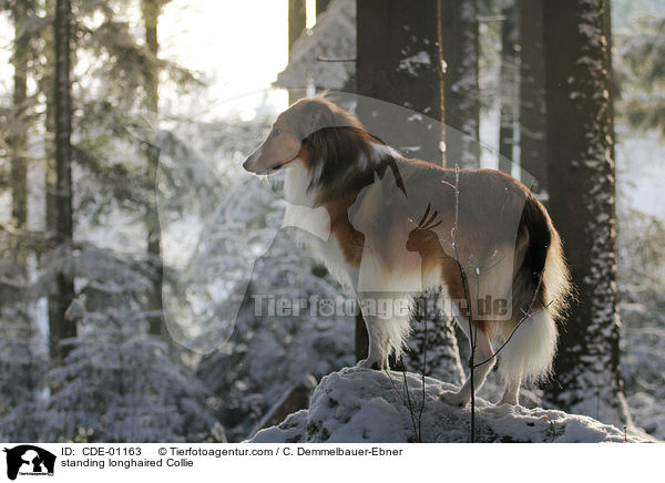 stehender Langhaarcollie / standing longhaired Collie / CDE-01163