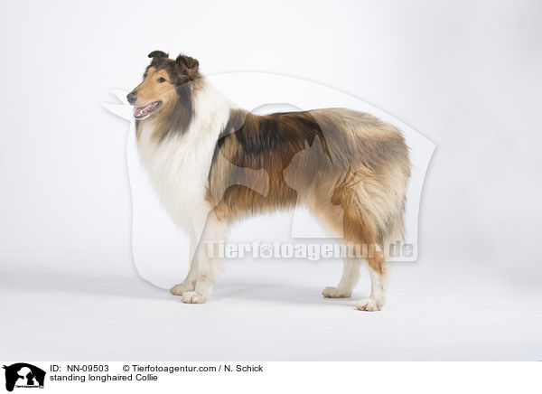 standing longhaired Collie / NN-09503