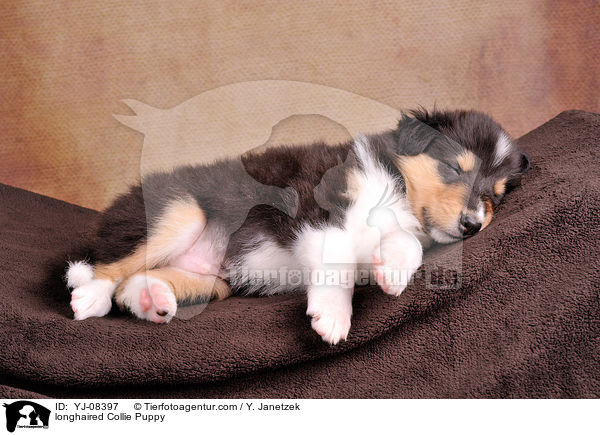 Langhaarcollie Welpe / longhaired Collie Puppy / YJ-08397