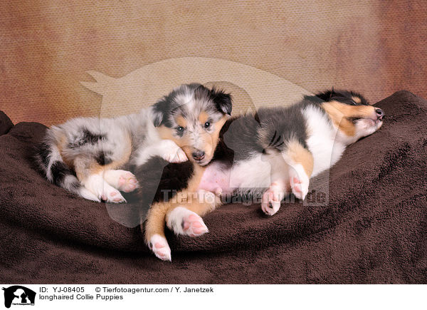 Langhaarcollie Welpen / longhaired Collie Puppies / YJ-08405