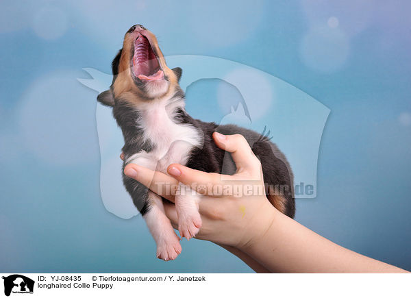 Langhaarcollie Welpe / longhaired Collie Puppy / YJ-08435