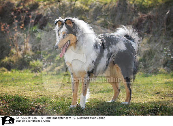 stehender Langhaarcollie / standing longhaired Collie / CDE-01736