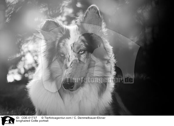 Langhaarcollie Portrait / longhaired Collie portrait / CDE-01737