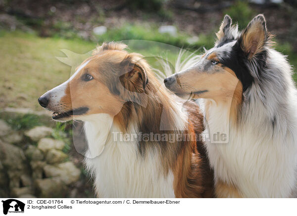 2 Langhaarcollies / 2 longhaired Collies / CDE-01764