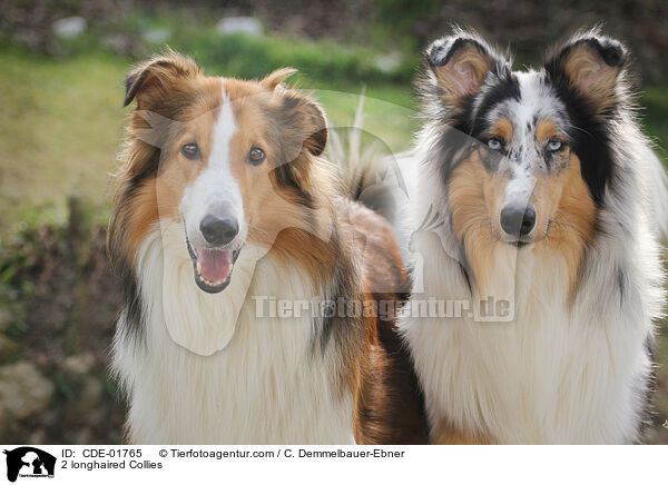 2 Langhaarcollies / 2 longhaired Collies / CDE-01765