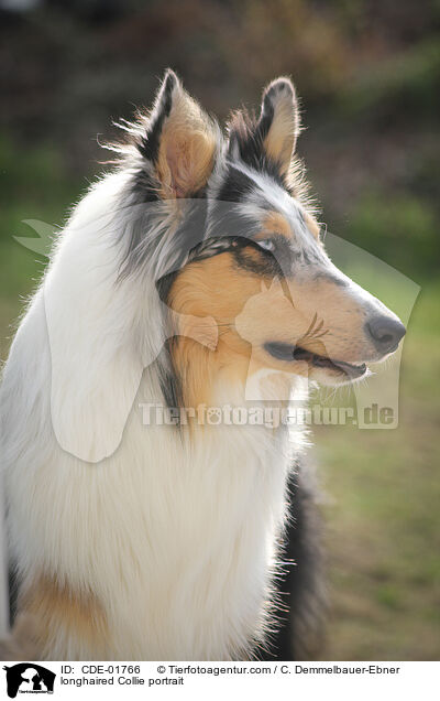 Langhaarcollie Portrait / longhaired Collie portrait / CDE-01766