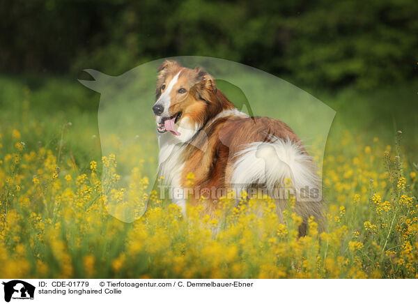 standing longhaired Collie / CDE-01779